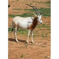 Choice of Nilgai, Scimitar Oryx, Aoudad or Axis Deer for One Hunter