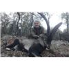 Image 3 : Beceite Ibex for Two Hunters - Includes Trophy Fees