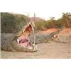 Image 1 : Crocodile Hunt on the Zambezi River, Cahorra Bassa, Mozambique with Piet Hougard