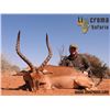 Image 3 : 10 Day Safari, 2 Hunters, 1 Zebra or Blue Wildebeest and 1 Impala, Blesbok or  Warthog each Hunter