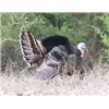 Image 1 : Texas, Rio Grande Turkey and Hog Hunt for 2 Hunters