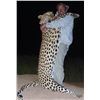 Image 2 : Trophy Leopard Hunt in Namibia