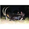 Image 1 : Trophy Sable, Limpopo Bushbuck and Bushpig Bowhunt
