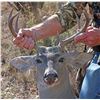Image 1 : Arizona Coues Deer Hunt for Two Hunters
