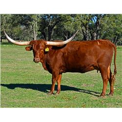 SR CLOUT'S TREASURE 807