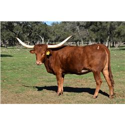 SR CLOUT'S FUSH 7128