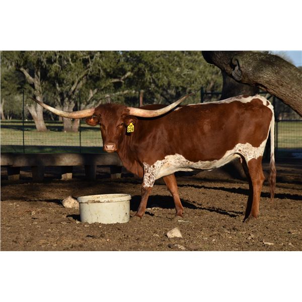 SR CLOUT'S LILAC 824