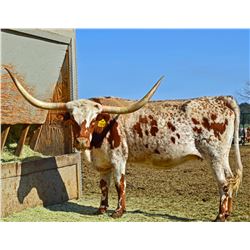 SR MADDEN'S FAITH 364