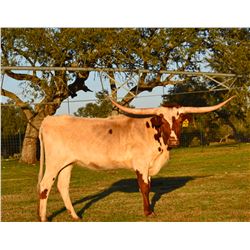 SR 007'S DOMINO 7131