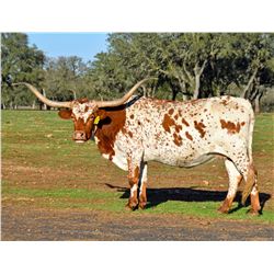 SR VANHORNES SAFFRON 321