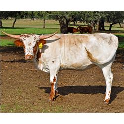 SR CLOUT'S LACY 9102