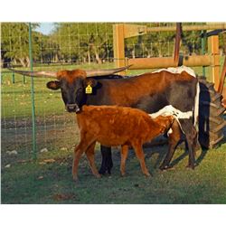 EL DORADO'S IRON PUDDING