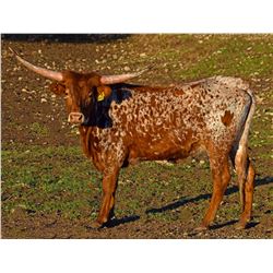 SR CANDIED MAPLE 912