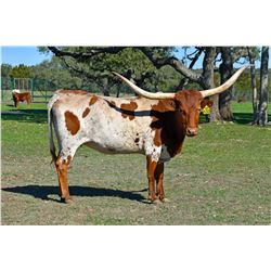 SR 007'S GLORY DAYS 638