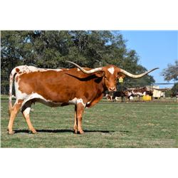 SR BOWIE'S AMBER 456