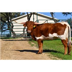 SR PROFICIENT'S CARLI 904