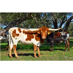 SR CLOUT'S ROWDY 901