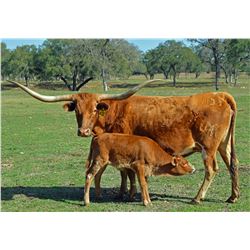 SR VANHORNE'S GINGER 433