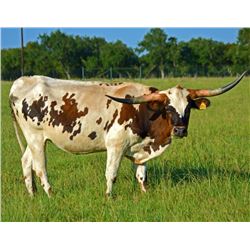 SR BOWIE'S FARAH 459