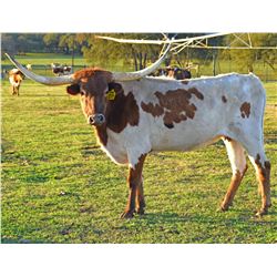 SR 007'S PRINCESSA 811