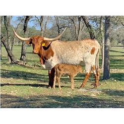 SR 007'S DRAG N JUMA 773