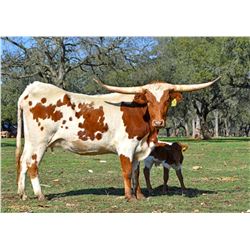 SR 007'S RED HOT 878