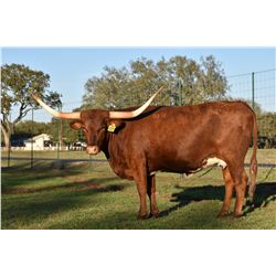 SR CLOUT'S CARTIER 801