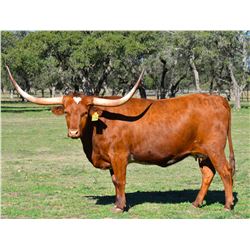 SR CLOUT'S TANGO 806