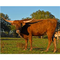 SR SOLAR ECLIPSE 915