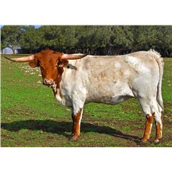 SR MICHELOB'S PIPER 921