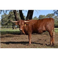 SR CLOUT'S REDSONJA 9135