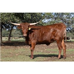 SR CHECKERED NANCY 958