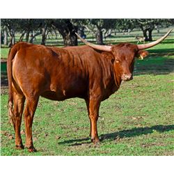 SR CLOUT'S RE DAWN 998