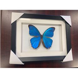 Single Butterfly Display Case