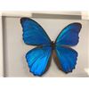 Image 2 : Single Butterfly Display Case