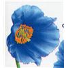 Image 2 : #bk320var ROSE COLOR SHADE ON FLOWER VARIETY ERROR