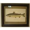 Image 1 : ANTIQUE FRAMED FISH PRINT FROM THE ALANTA#1488329