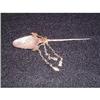 Colonial period silver spoon with decorations #1483491