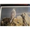 Image 4 : ROBERT BATEMAN PRINT EVENING LIGHT WHITE GYRFALCON