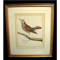 Antique Bird Print #1472558