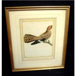 Antique Bird Print #1472559