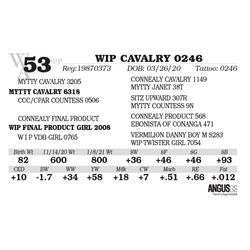 WIP CAVALRY 0246