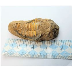 5)  TRIBOLITE 400 MILLION YEAR OLD FOSSIL