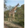 Image 2 : 10 Day 9 Night Safari For Two Hunters Includes One (1) Giraffe for each Hunter.