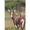 Image 3 : 10 Day 9 Night Safari for 1 to 4 Hunters (1) Blesbok and (1) Impala for each Hunter
