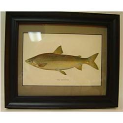 ANTIQUE FRAMED FISH PRINT FROM THE ALANTA #1450624