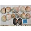 Image 2 : 7 bags of assorted sea shells