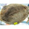 Image 2 : 2 BEAVER PELTS