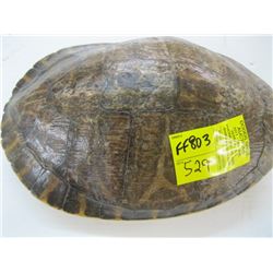 2 TURTLE SHELLS