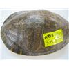 Image 1 : 2 TURTLE SHELLS